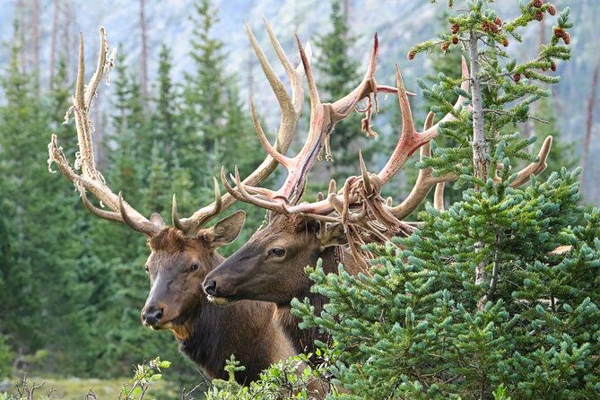 full-day-rocky-mountain-national-park-over-the-top-tour-rmnphotographer