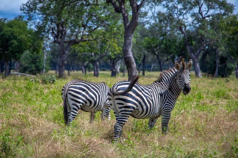 Full Day Safari Adventure in Chobe From Victoria Falls - A Closer Look at the Itinerary and Experience