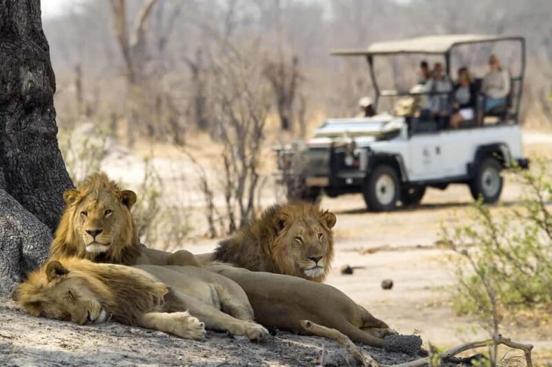 Full Day Safari Adventure in Chobe From Victoria Falls - FAQ