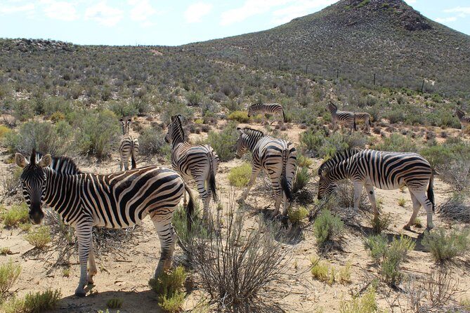 Full-Day Safari Aquila Game Reserve from Cape Town - FAQs