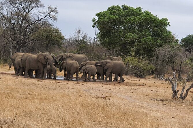 Full Day Safari from Johannesburg - Pilanesberg Nature Reserve - Key Points  