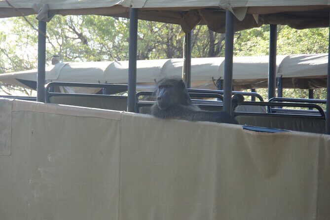 Full Day Safari from Johannesburg - Pilanesberg Nature Reserve - The Full Experience: What to Expect  