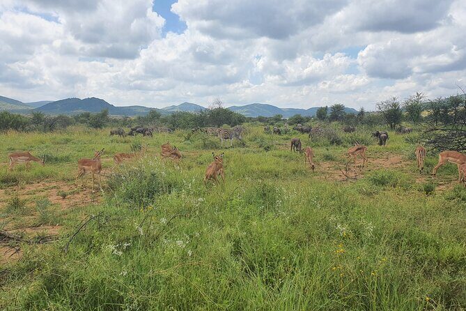 Full Day Safari from Johannesburg - Pilanesberg Nature Reserve - Who Is This Tour Perfect For?  