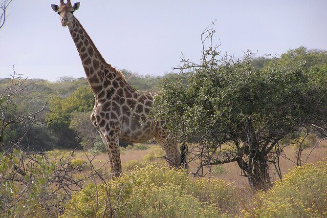 Full-Day Safari in Maputo National Park - Exploring the Full-Day Safari in Maputo National Park