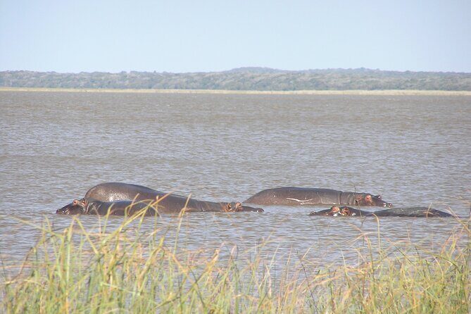 Full-Day Safari in Maputo National Park - Key Points