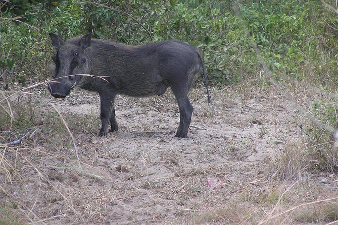 Full-Day Safari in Maputo National Park - The Wildlife Experience: What You Can Expect