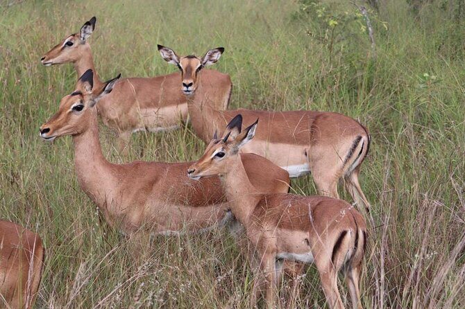 Full-Day Safari in Maputo National Park - Who Should Consider This Safari?
