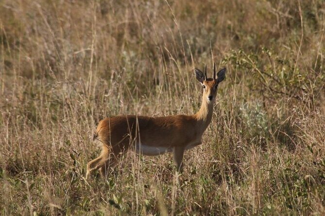 Full-Day Safari in Maputo National Park - The Sum Up: Is It Worth It?