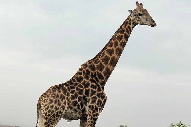 Full-Day Safari in Maputo National Park - FAQ
