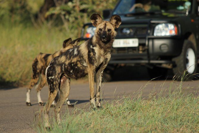 Full Day Safari in the Kruger National Park from Hazyview - Key Points