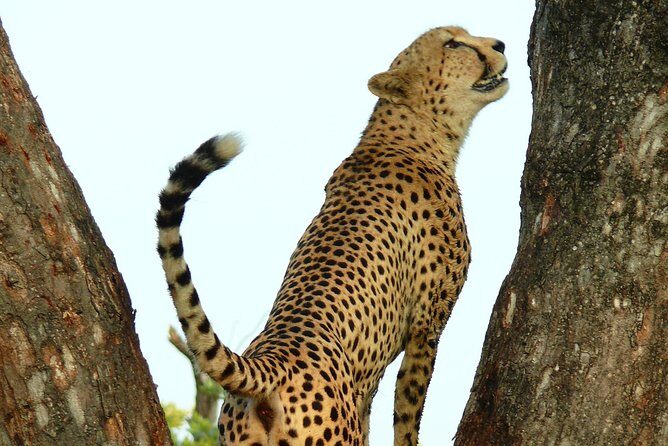 Full Day Safari in the Kruger National Park from Hazyview - FAQs