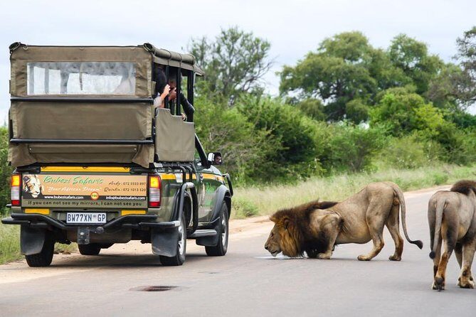 Full Day Safari - Kruger National Park - An In-Depth Look at the Full-Day Kruger Safari