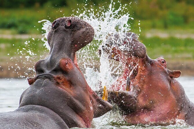 Full Day Safari to Mikumi National Park from Zanzibar with Lunch - Why This Tour Is a Great Value