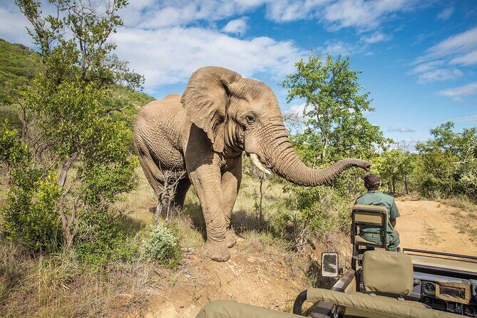 Full Day Safari to Mikumi National Park from Zanzibar with Lunch - Authentic Insights from Reviews