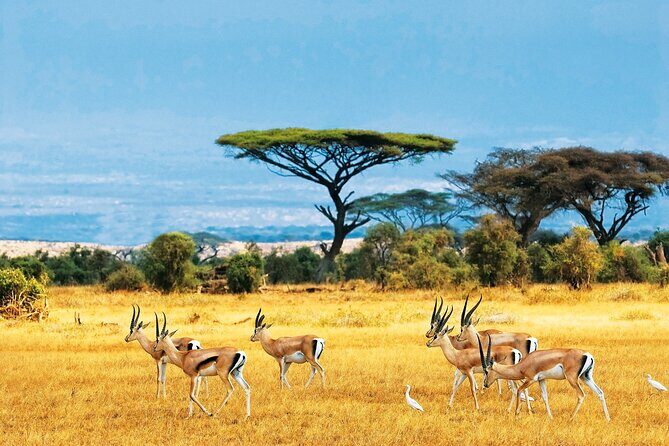 Full Day Safari to Mikumi National Park from Zanzibar with Lunch - Final Thoughts
