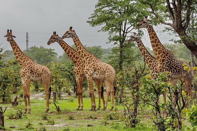 Full-Day Safari to Tala Game Reserve, Phezulu Safari Park and Natal from Durban - Key Points