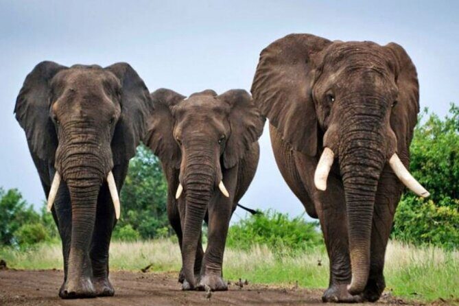 Full-Day Safari to Tala Game Reserve, Phezulu Safari Park and Natal from Durban - In-Depth Review of the Tour Experience