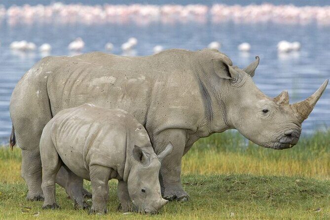 Full-Day Safari to Tala Game Reserve, Phezulu Safari Park and Natal from Durban - FAQs