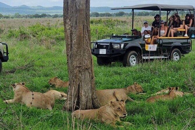 Full-Day Safari Tour from Mikumi National Park of Zanzibar - Key Points