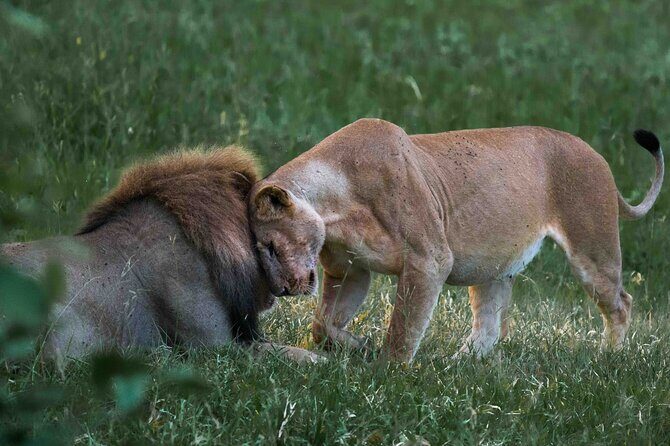 Full-Day Safari Tour from Mikumi National Park of Zanzibar - The Full Experience: What You Can Expect