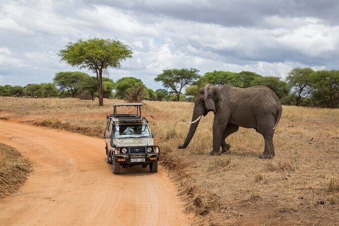 Full-Day Safari Tour from Mikumi National Park of Zanzibar - Who Should Consider This Tour?
