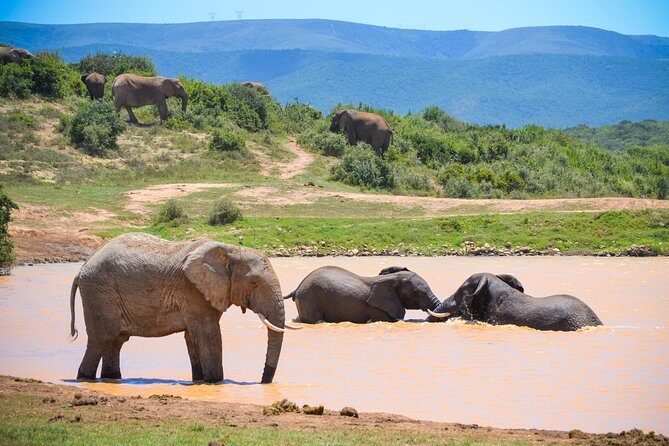 Full Day Safari Tour In Addo Elephant National Park - Introduction
