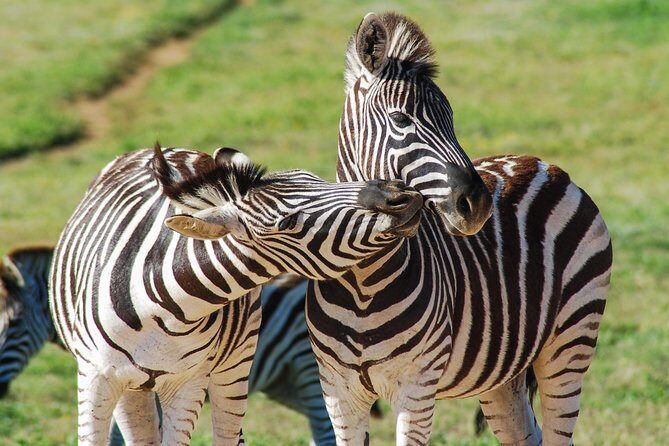 Full Day Safari Tour In Addo Elephant National Park - In-Depth Look at the Experience