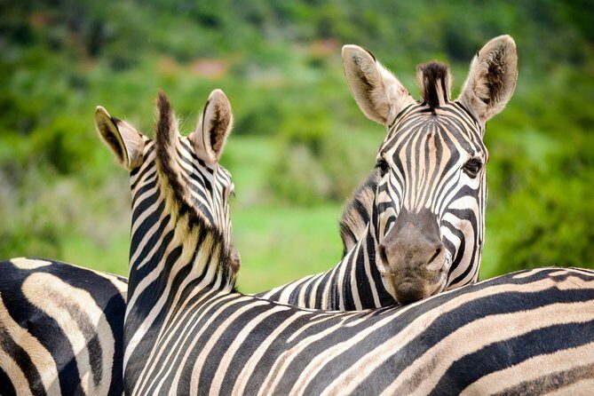 Full Day Safari Tour In Addo Elephant National Park - Frequently Asked Questions