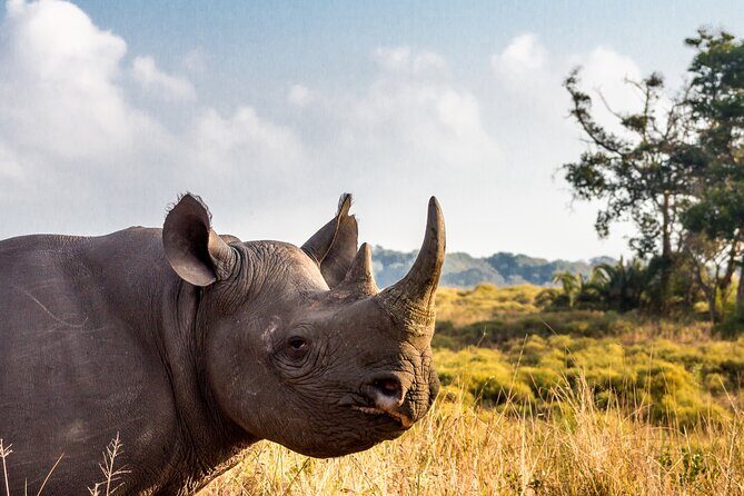 Full Day Safari Tour in Hluhluwe Imfolozi Park - An In-Depth Look at the Full-Day Safari Experience