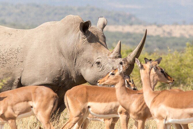 Full Day Safari Tour in Hluhluwe Imfolozi Park - Final Words