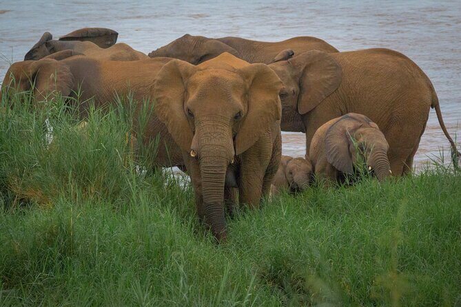 Full Day Safari Tour in Hluhluwe Imfolozi Park - FAQ