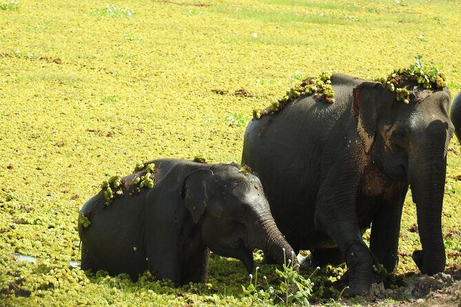 Full Day Safari Tour in Yala National Park - The Sum Up