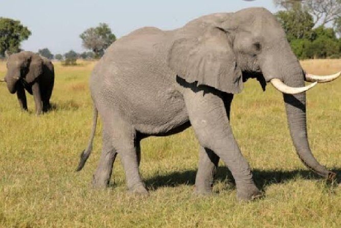 Full Day Safari Tour of Pilanesberg National Park, Open Jeep experience - A Deep Dive into the Experience