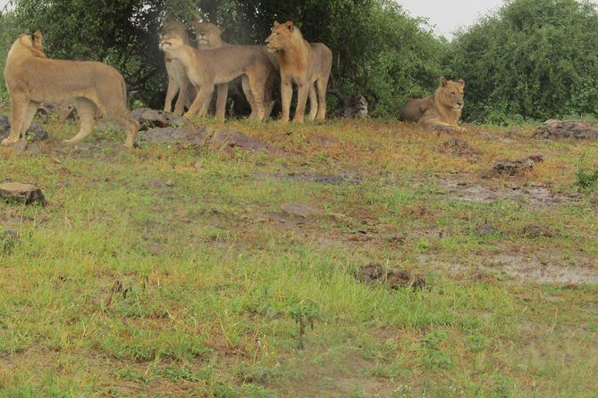 Full Day Safari Tour of Pilanesberg National Park, Open Jeep experience - Who Should Book This Tour?