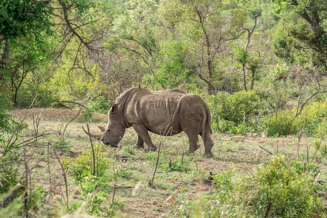 Full Day Safari Tour of Pilanesberg National Park, Open Jeep experience - FAQ