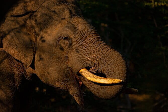 Full Day Safari Tour Yala - An In-Depth Look at the Yala Safari Experience