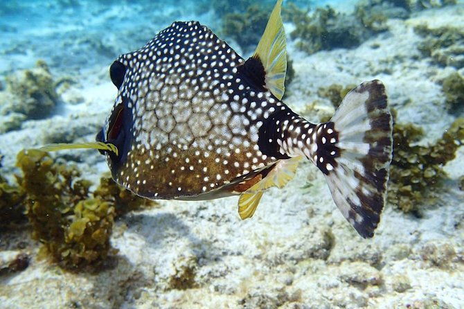 full-day-sailing-and-snorkeling-excursion-to-les-saintes