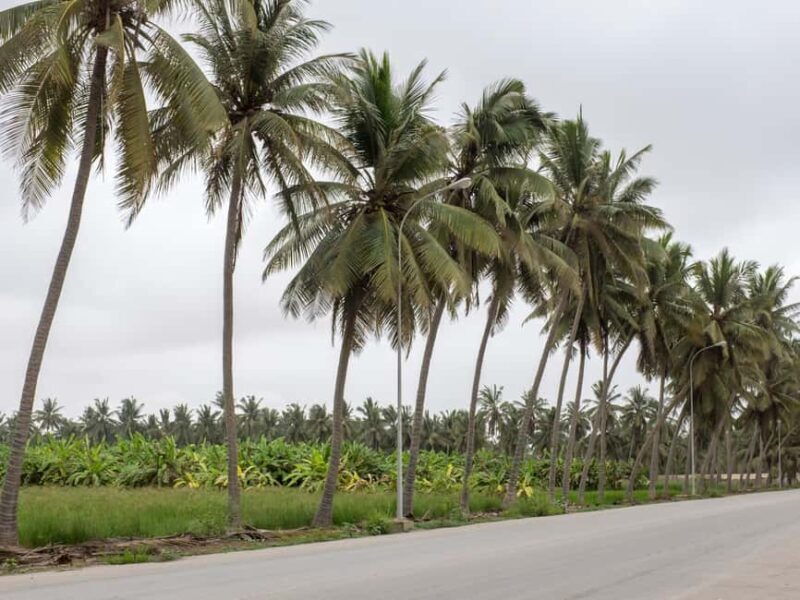 Full-Day Salalah City Tour - A Detailed Look at the Full-Day Salalah City Tour
