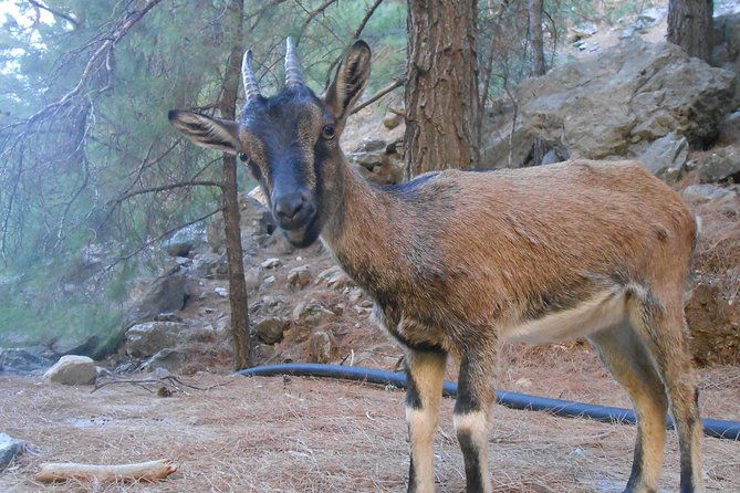 full-day-samaria-gorge-10-mile-walking-tour