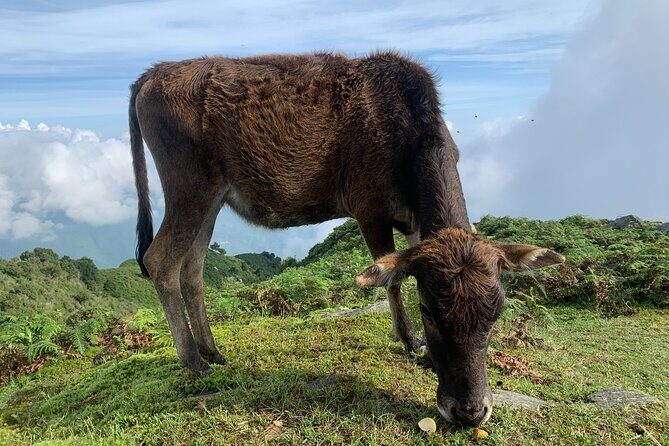 Full Day Sapa Cow Hill Trekking Tour - Frequently Asked Questions