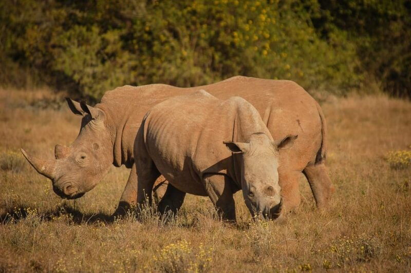 full-day-schotia-game-reserve-giraffe-walk