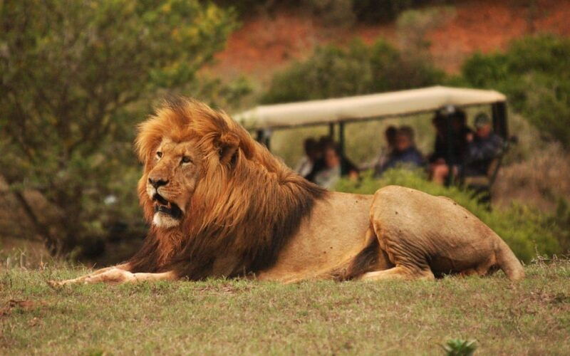 full-day-schotia-game-reserve-giraffe-walk