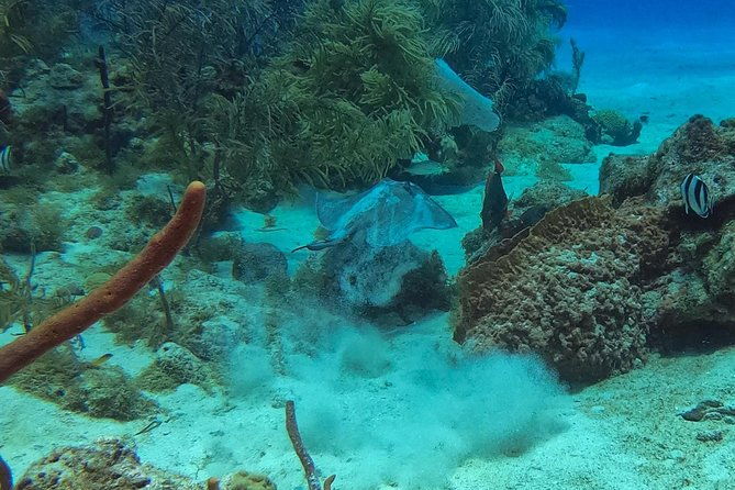 full-day-scuba-diving-catalina-island-tour-from-bavaro
