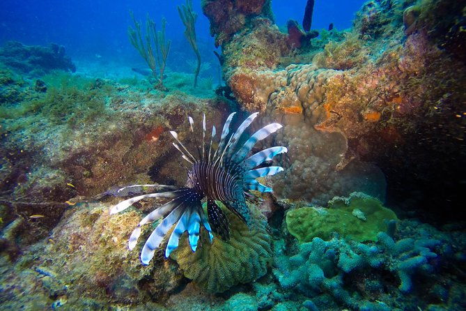 full-day-scuba-diving-catalina-island-tour-from-bavaro