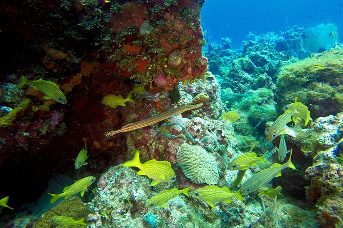 full-day-scuba-diving-catalina-island-tour-from-bavaro