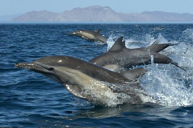 Full-Day Sea Trip with Dolphins and Snorkeling in Red Sea - Transportation, Group Size, and Cost