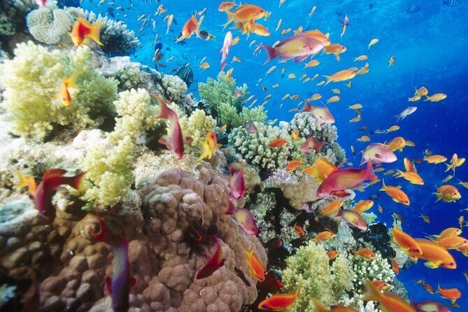 Full day Semi Private Sharm El Naga National Park from Hurghada - Who Might Want to Consider Other Options