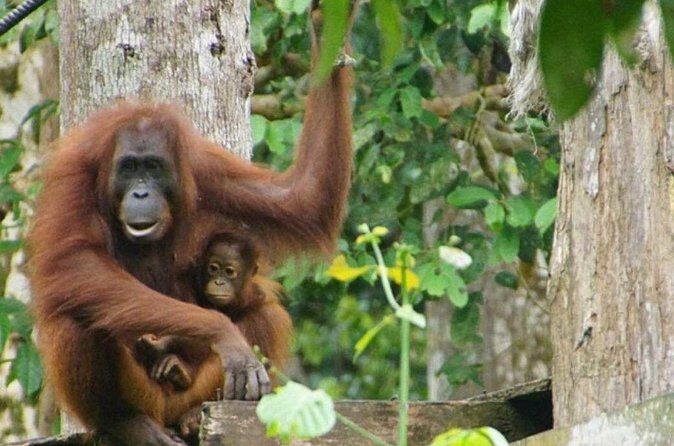 Full Day Sepilok Orangutan and Rainforest Discovery Centre Tour - What’s the Value Like?