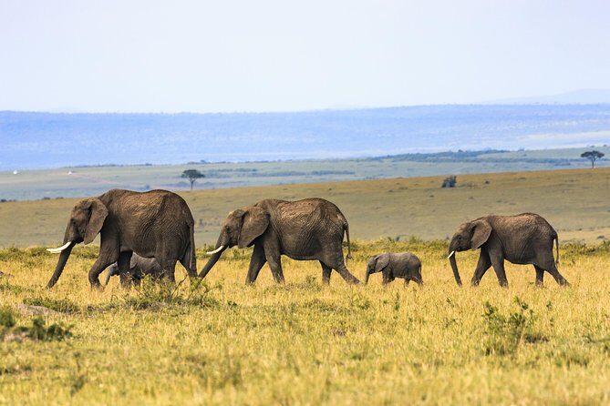 Full-Day Serengeti Tour from Mwanza - Key Points