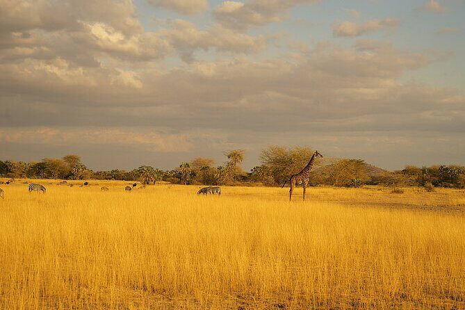 Full-Day Serengeti Tour from Mwanza - FAQ